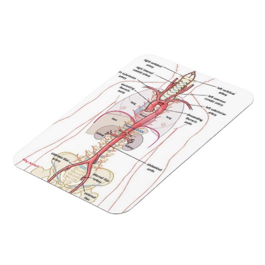 WARUM AORTA! Magnete (Linke Seite)