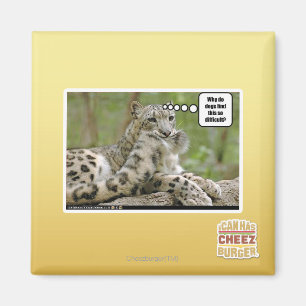 Warum finden Hunde dieses so schwierig? Magnet