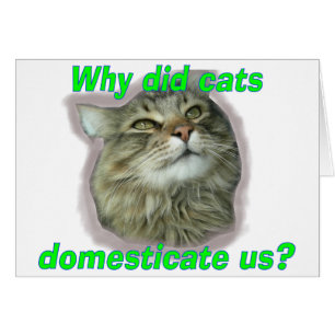 Warum haben uns Katzen domestiziert?