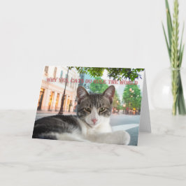 Warum ja, Katzen herrschen die Welt, nicht ekard Ankündigung