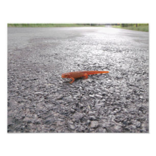 Warum kreuzte der Salamander die Straße? Fotodruck