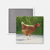 Warum überquerte das Huhn die Straße? Magnet (Vorderseite/Rückseite)