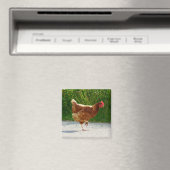 Warum überquerte das Huhn die Straße? Magnet (In Situ (Geschirrspüler))