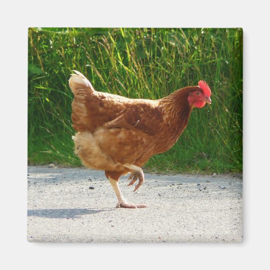 Warum überquerte das Huhn die Straße? Magnet (Vorne)