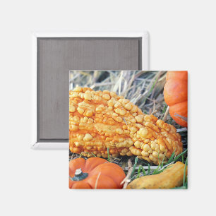 Warzengurke Magnet