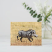 Warzenschwein in der Savanne Postkarte (Stehend Vorderseite)