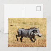 Warzenschwein in der Savanne Postkarte (Vorne/Hinten)