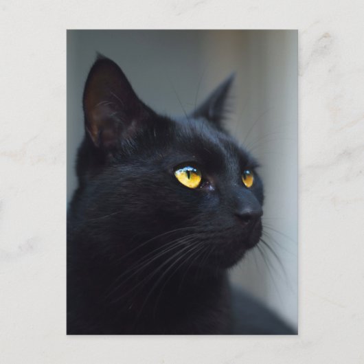 Was denkt deine Katze nach Postkarte? Postkarte (Vorderseite)