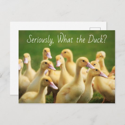 Was die Ente Niedlich Ducklings Postkarte (Vorne/Hinten)