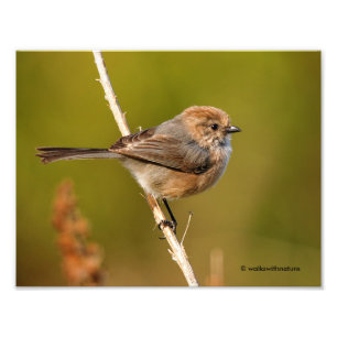 Was für ein Charakter! Male Bushtit Fotodruck