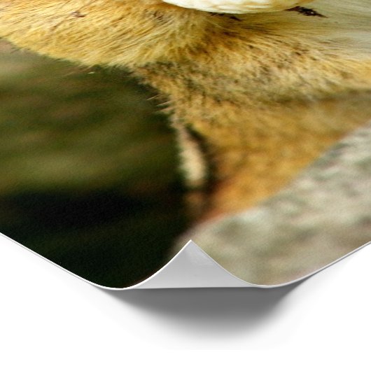 Was für eine Diät? Chipmunk Poster (Ecke)