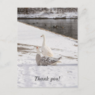 Was für eine Gans dank Ihrer Postkarte? Postkarte