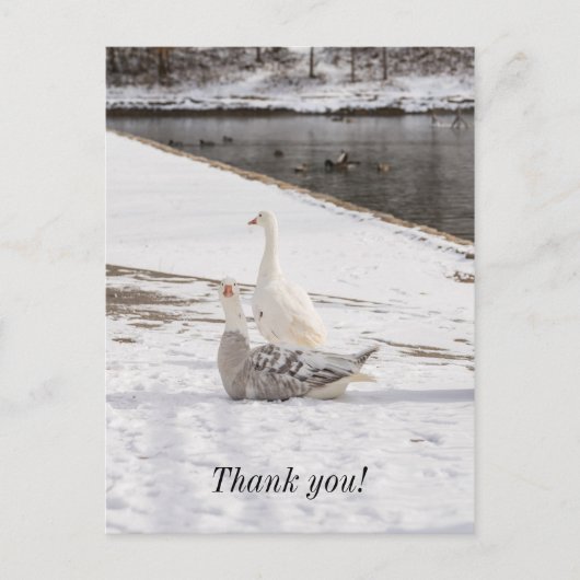 Was für eine Gans dank Ihrer Postkarte? Postkarte (Vorderseite)