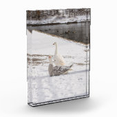 Was für eine Gans Fotoblock (Links)