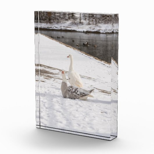 Was für eine Gans Fotoblock (Rechts)