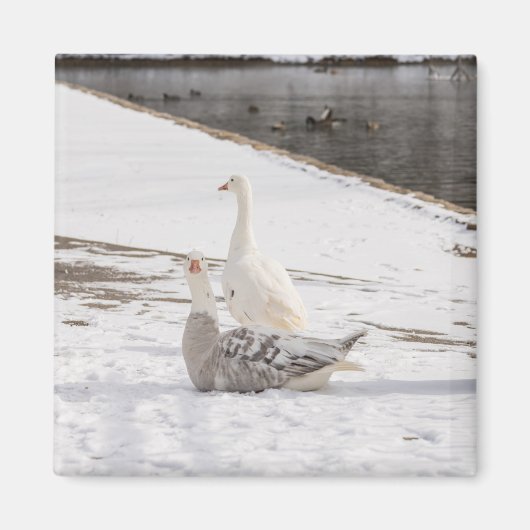 Was für eine Gans Magnet (Vorne)