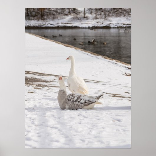 Was für eine Gans Poster (Vorne)