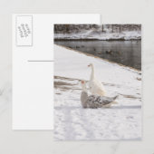 Was für eine Gans Postkarte (Vorne/Hinten)
