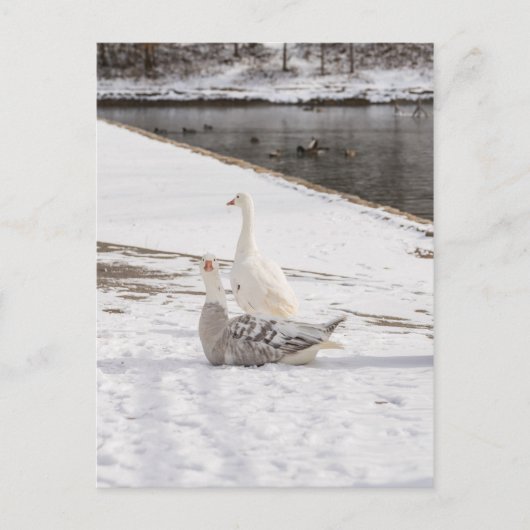 Was für eine Gans Postkarte (Vorderseite)