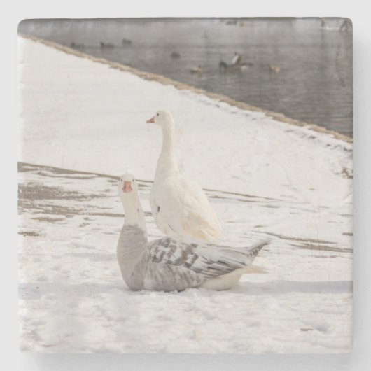 Was für eine Gans Steinuntersetzer (Vorderseite)