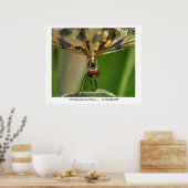 Was für große Augen du hast...... ... Poster (Küche)