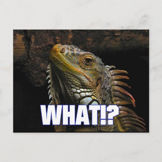 Was? Iguana Postkarte (Vorderseite)