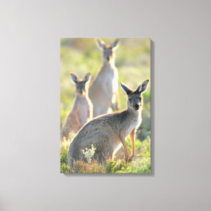WAS IST AUF! 16 x 24 Leinwanddruck
