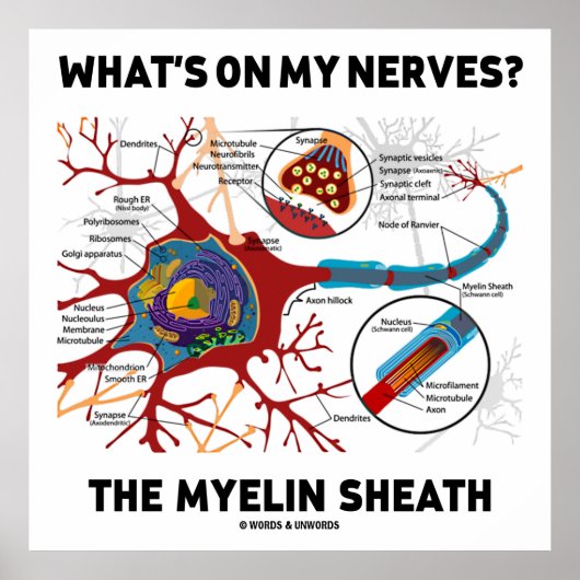 Was ist auf meinen Nerven? Myelin Sheath Poster (Vorne)