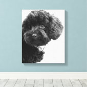Was ist? / Black Toy Poodle in B&W Fotografy Leinwanddruck (Insitu (Holzboden))