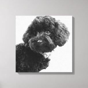 Was ist? / Black Toy Poodle in B&W Fotografy Leinwanddruck