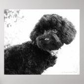 Was ist? / Black Toy Poodle in B&W Print Poster (Vorne)