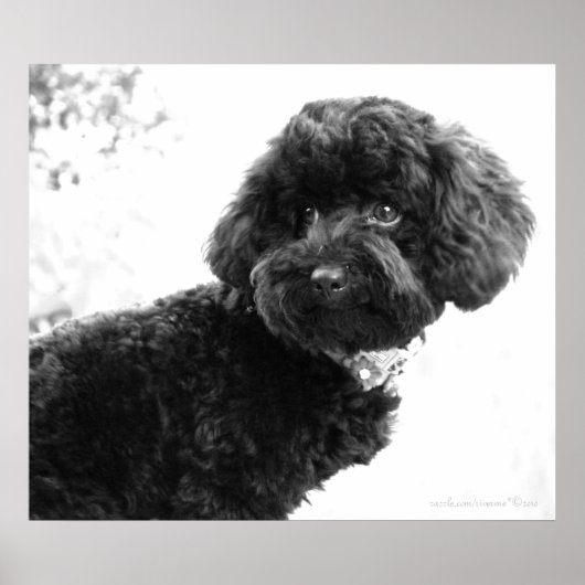 Was ist? / Black Toy Poodle in B&W Print Poster (Vorne)