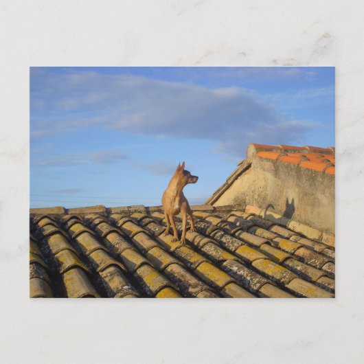 Was ist das da drüben? postkarte (Vorderseite)