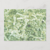 Was ist das Foto aus grünem, zerknittertem Papier? Postkarte (Rückseite)