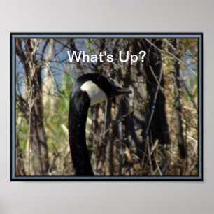 Was ist das kanadische Gänseposter? Poster