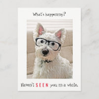 Was ist Ereignis, Westie Hund trägt Brille
