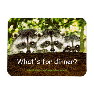 Was ist für Abendessen? Raccoon-Kühlschrankmagne Magnet