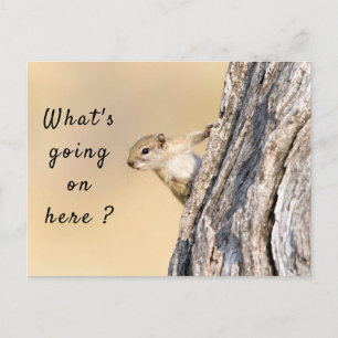 Was ist hier los mit Eichhörnchen-Foto? Postkarte