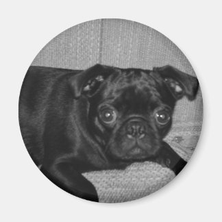 Was ist? Ich habe es nicht getan! Magnet