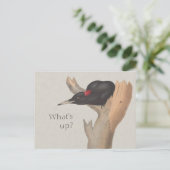 Was ist los? CC0535 Neugieriger Schwarzspecht Postkarte (Stehend Vorderseite)