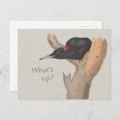 Was ist los? CC0535 Neugieriger Schwarzspecht Postkarte (Vorne/Hinten)