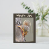 Was ist los? Eichhörnchen-Foto Postkarte (Stehend Vorderseite)