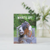 Was ist los? Funny Goat Postkarte (Stehend Vorderseite)