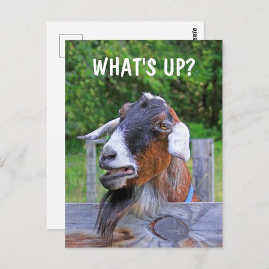 Was ist los? Funny Goat Postkarte (Vorne/Hinten)