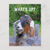 Was ist los? Funny Goat Postkarte (Vorderseite)