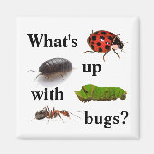 Was ist los mit Käfern? Der Magnet (Vorne)