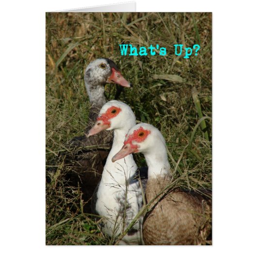 Was ist los? Muscovy Ducks (Vorne)