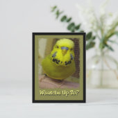 Was ist los? postkarte (Stehend Vorderseite)