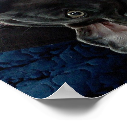 "Was ist los?" Weimaraner Poster (Ecke)