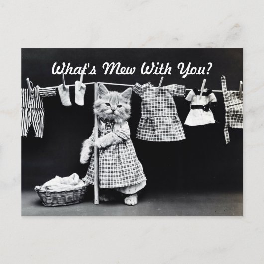 Was ist Mew Kitten? Postkarte (Vorderseite)